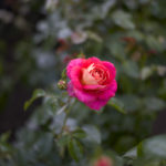 Stanley Park - Rose Garden