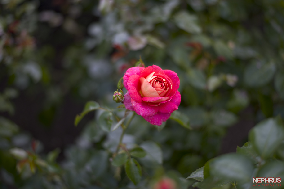 Stanley Park - Rose Garden