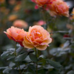 Stanley Park - Rose Garden