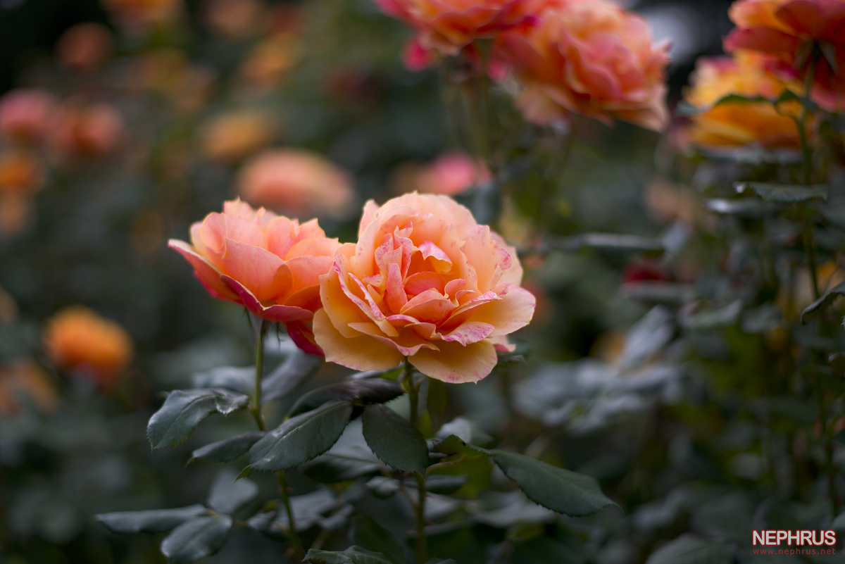 Stanley Park - Rose Garden