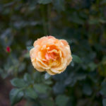 Stanley Park - Rose Garden