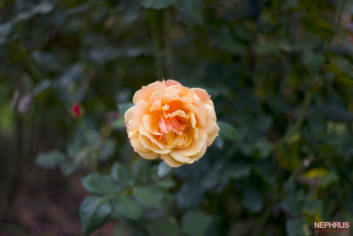 Stanley Park - Rose Garden