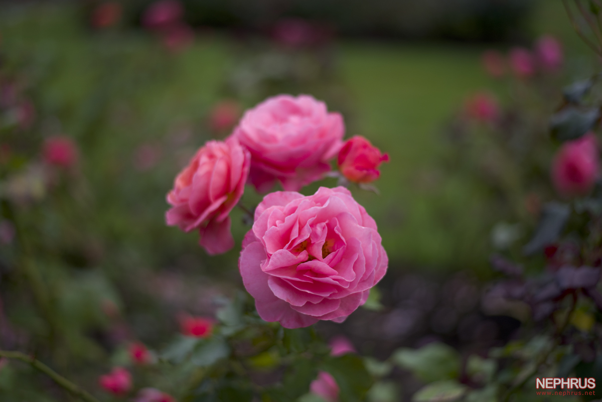 Stanley Park - Rose Garden