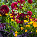 Stanley Park - Rose Garden