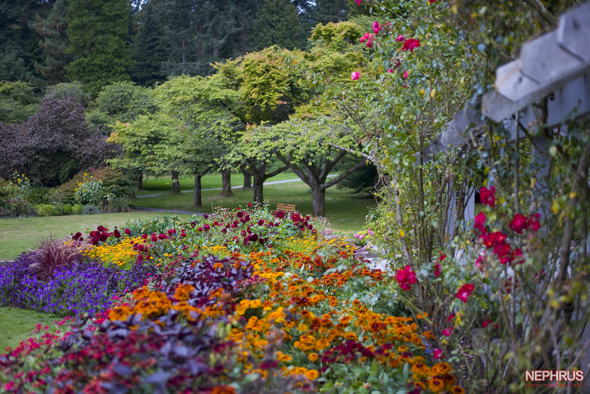 Stanley Park - Rose Garden