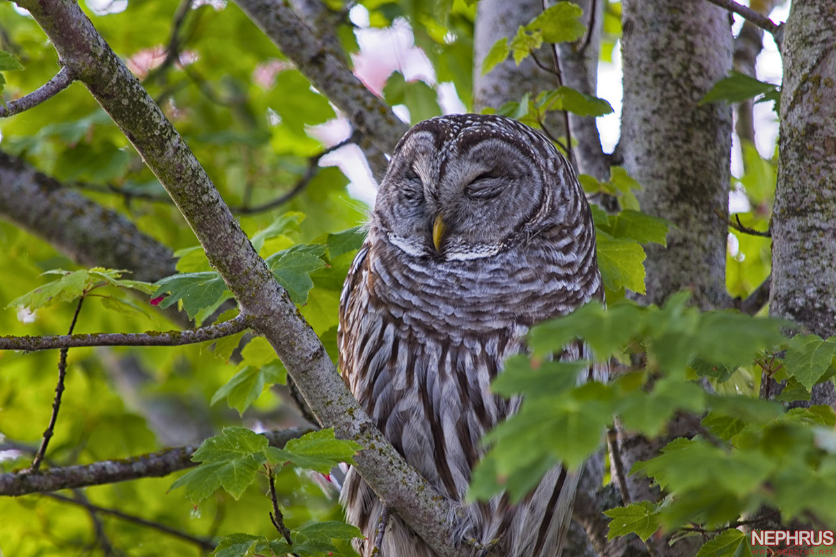 Barred Owl