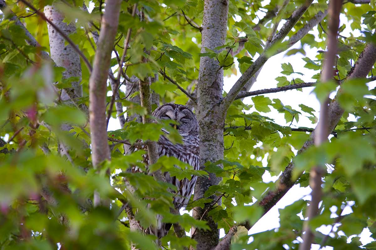 Barred Owl