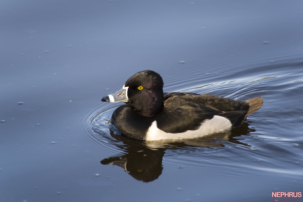 Ring-necked Duck