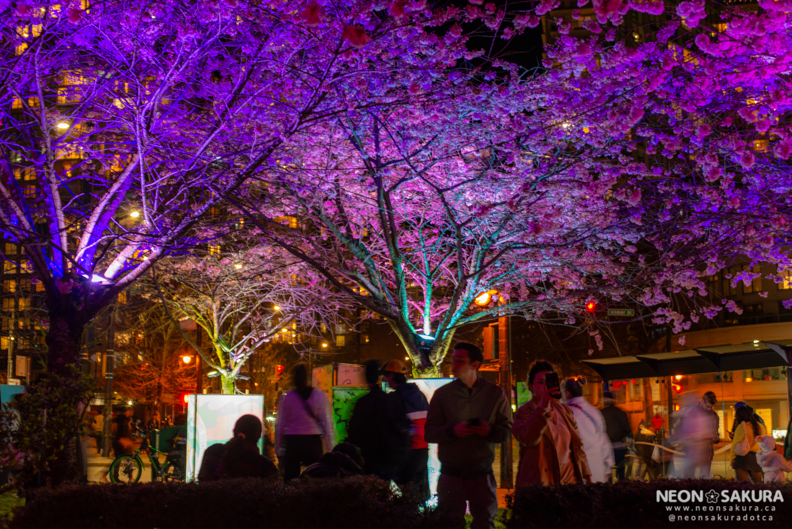 Blossoms After Dark - 2025