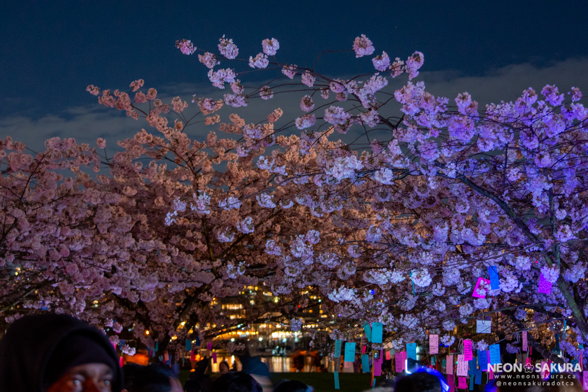 Blossoms After Dark 2026