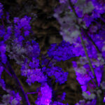 Blossoms After Dark 2026