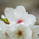 Sakura Days Japan Fair